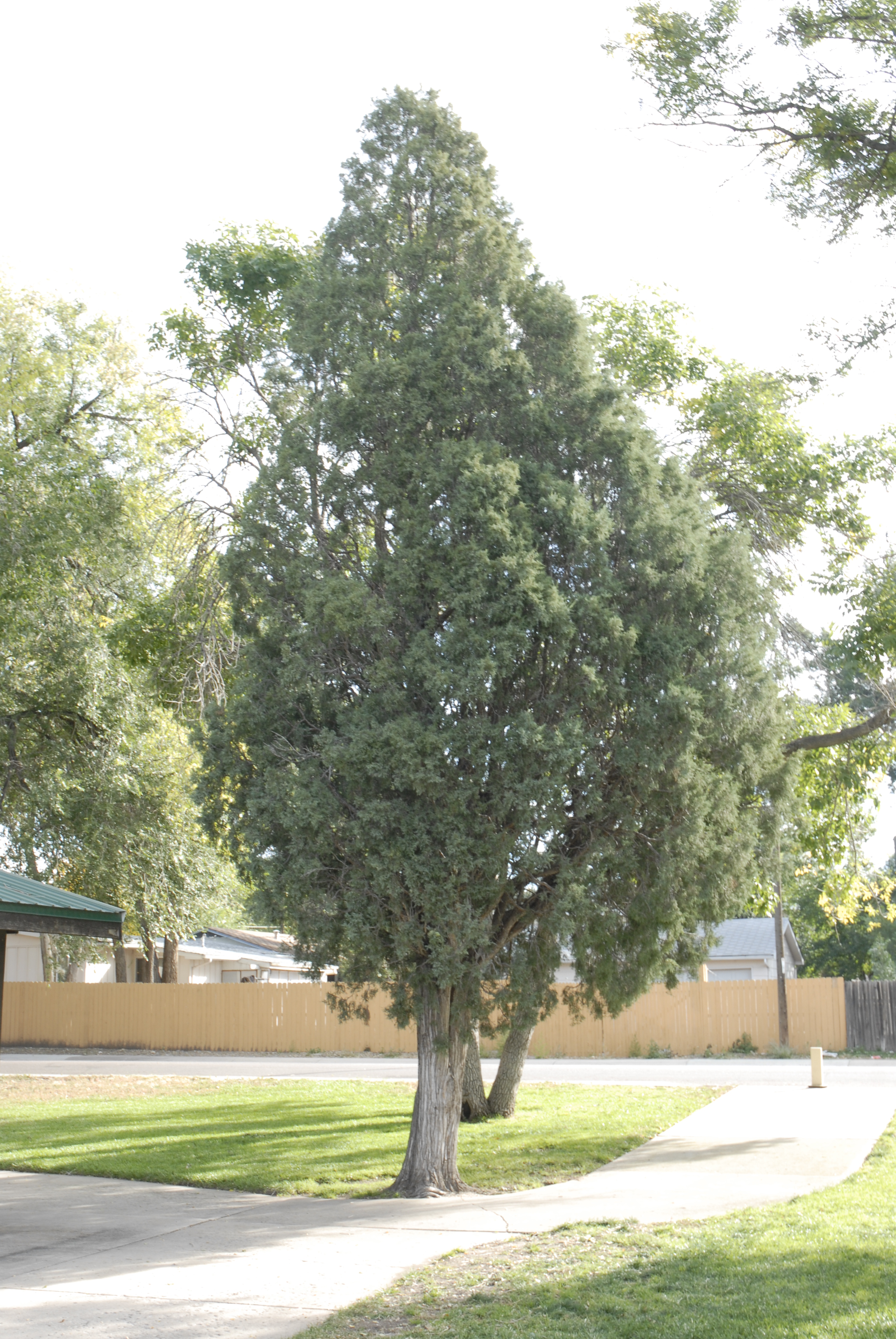 Rocky Mountain Juniper